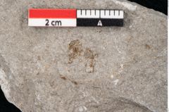 Foto (Detailansicht) von Cystoseira communis Unger (NHMW-GEO-2024-0188-6640)
